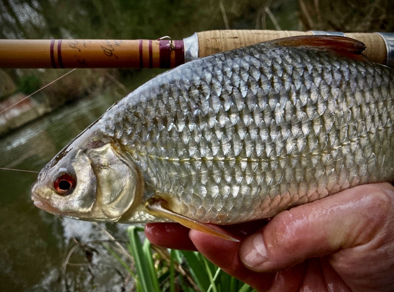 Rom Fish A gallery for the most splendid of fish - the roach — The Piscatorial ...